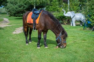 saddled pony grazing