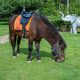 saddled pony grazing