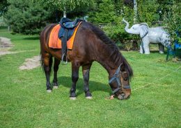 saddled pony grazing